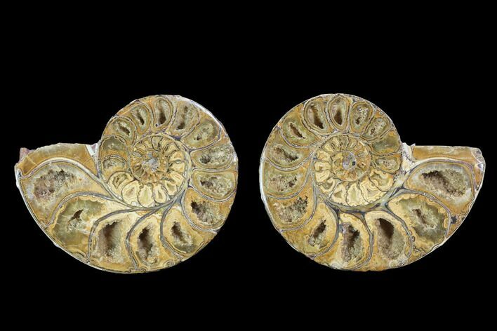 Cut & Polished, Agatized Ammonite Fossil - Jurassic #100525